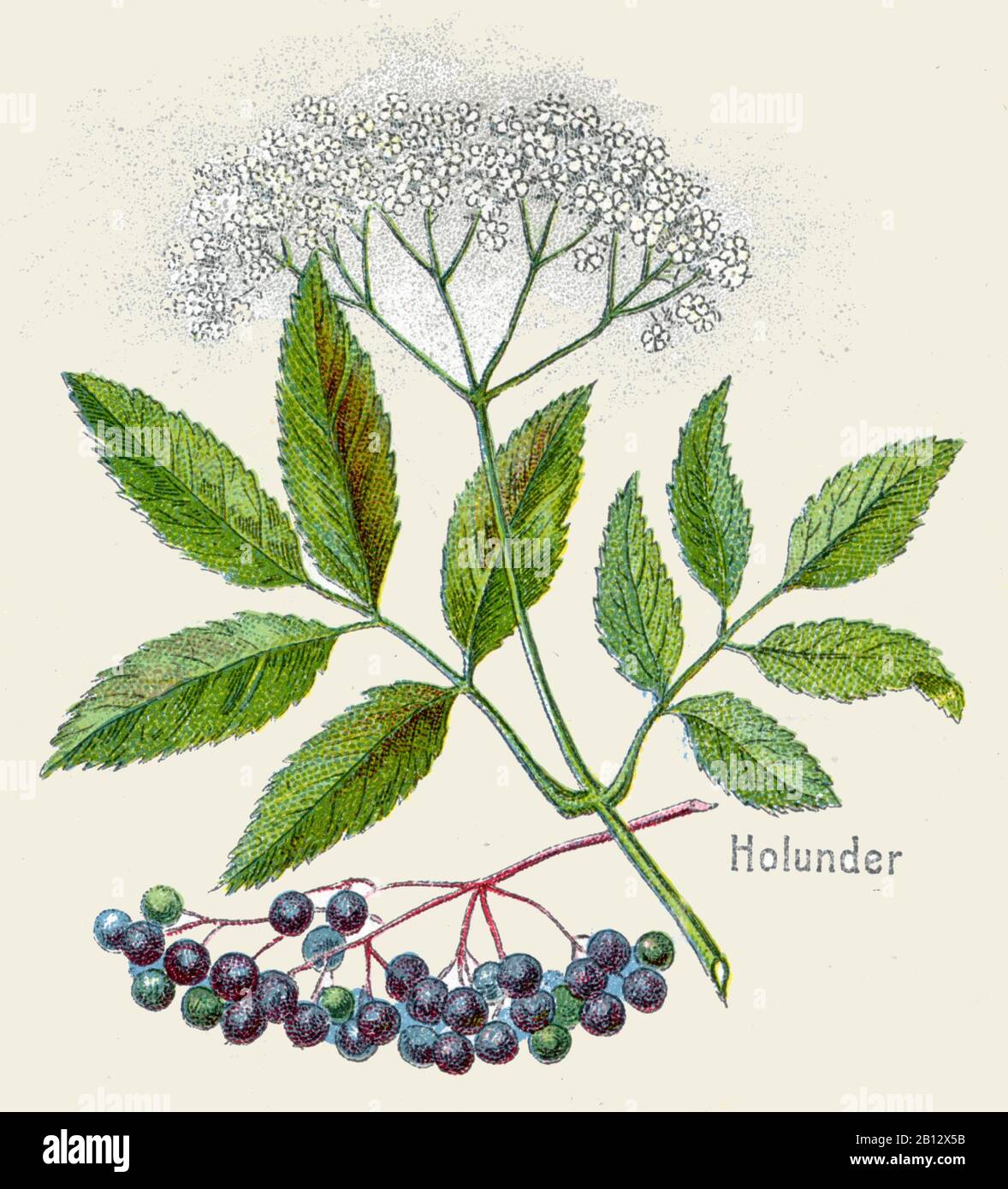 Black elder, elderberry, Sambucus nigra, Holunder, Sureau noir, (botany  book, 1908 Stock Photo - Alamy