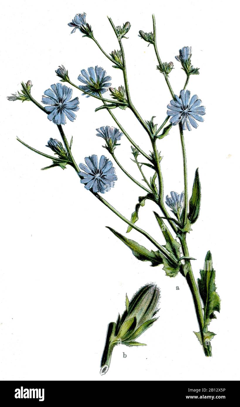 Common chicory, Cichorium intybus, Wegwarte, Chicorée sauvage ou Chicorée amère,  (botany book, 1909) Stock Photo