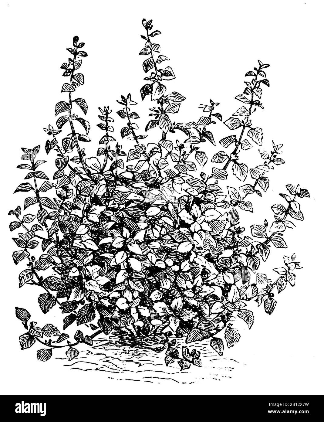lemon balm, Melissa officinalis, Zitronenmelisse, mélisse, anonym (garden book, 1911) Stock Photo