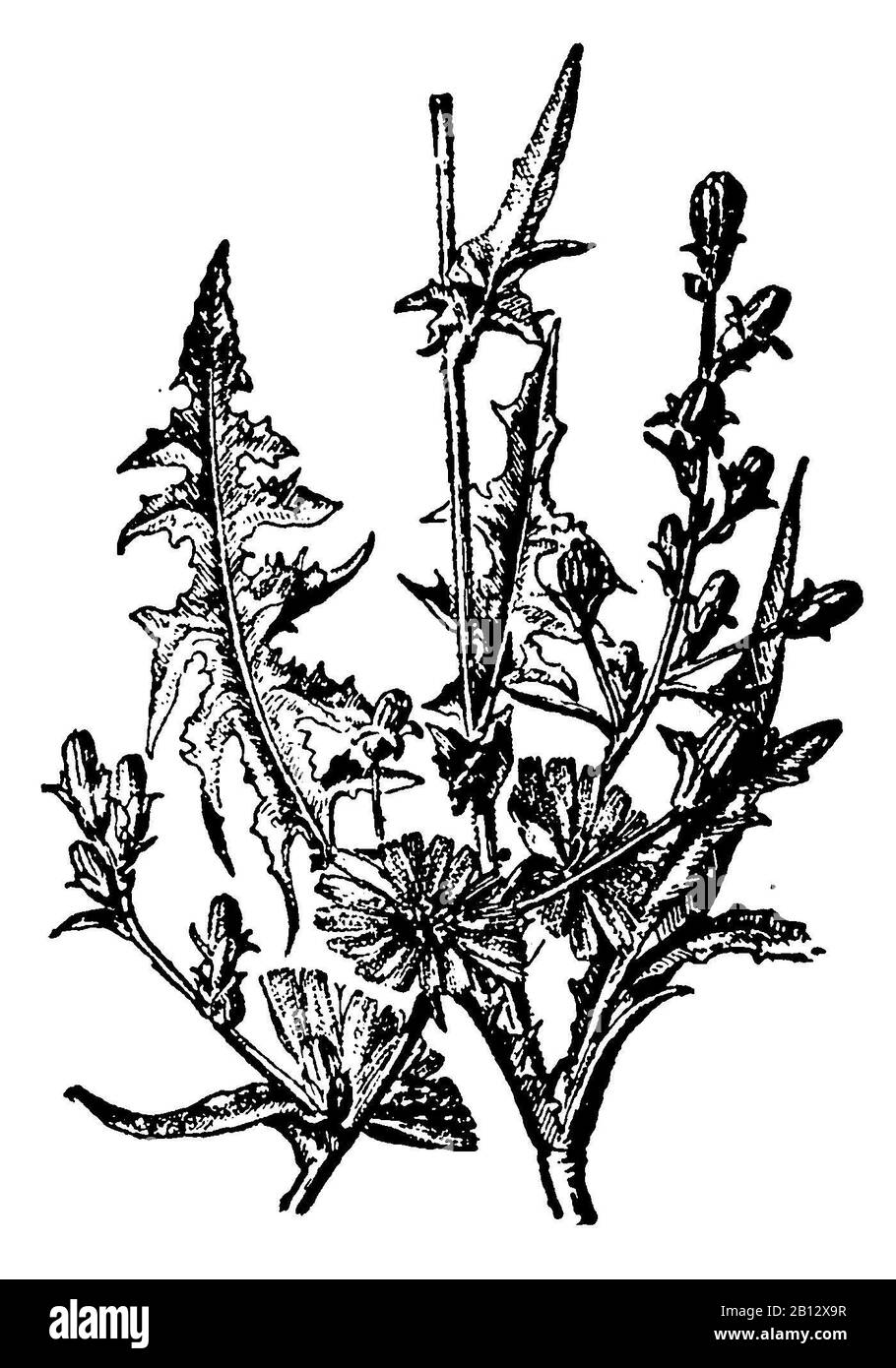Common chicory, Cichorium intybus, Wegwarte, Chicorée sauvage ou Chicorée amère,  (encyclopedia, 1910) Stock Photo