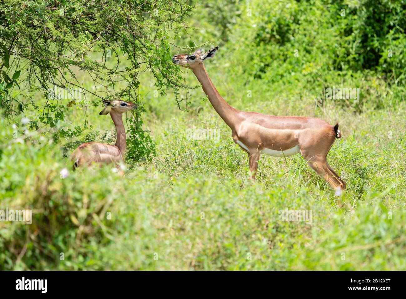 Female Gerenuk ( Litocranius walleri ) with her young eating leaves of a low acacia bush - Tsavo National Park Kenya East Africa Stock Photo