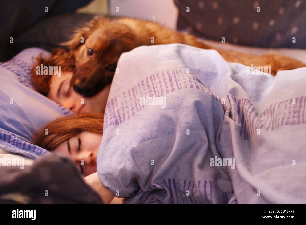 Man sleeping in dog bed hires stock photography and images Alamy
