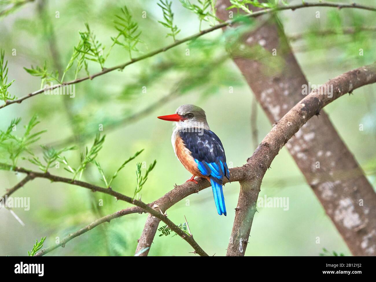 Grey-headed kingfisher Halcyon leucocephala perched on a tree above above a pool in Tsavo National Park in Southern Kenya Stock Photo