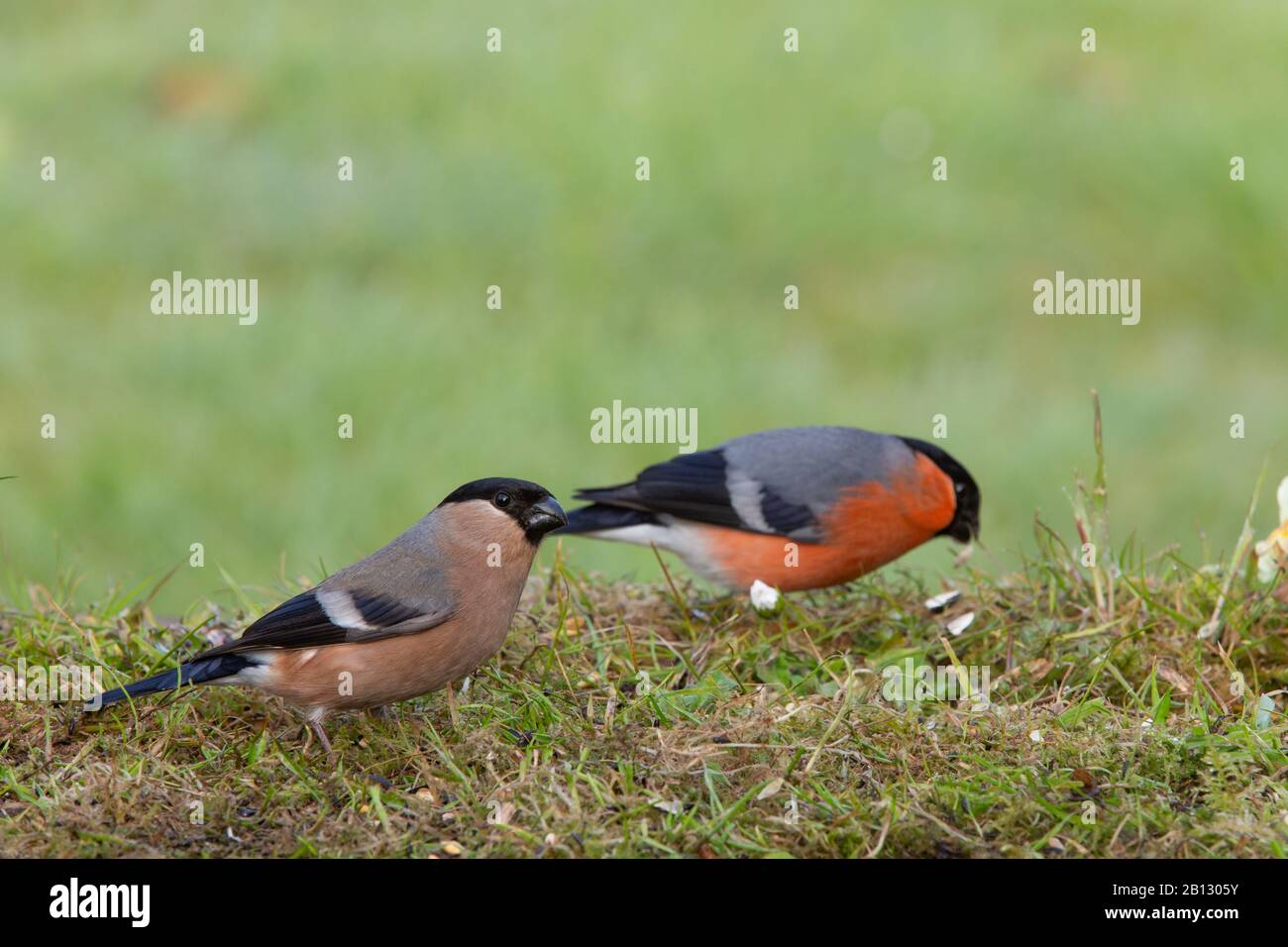 Female Bullfinch [ Pyrrhula pyrrhula ] feeding on grass with out of focus male in background Stock Photo