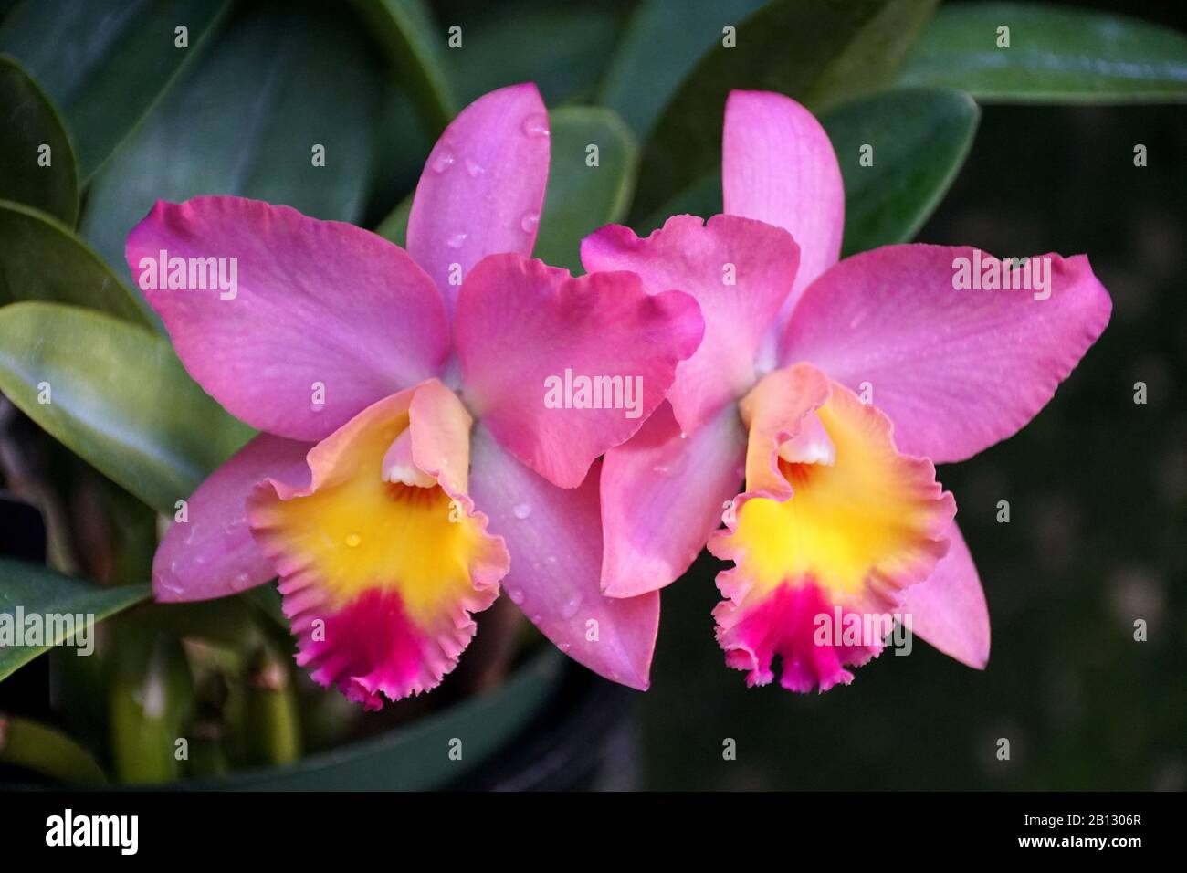 Beautiful light purple and yellow cattleya orchids Stock Photo