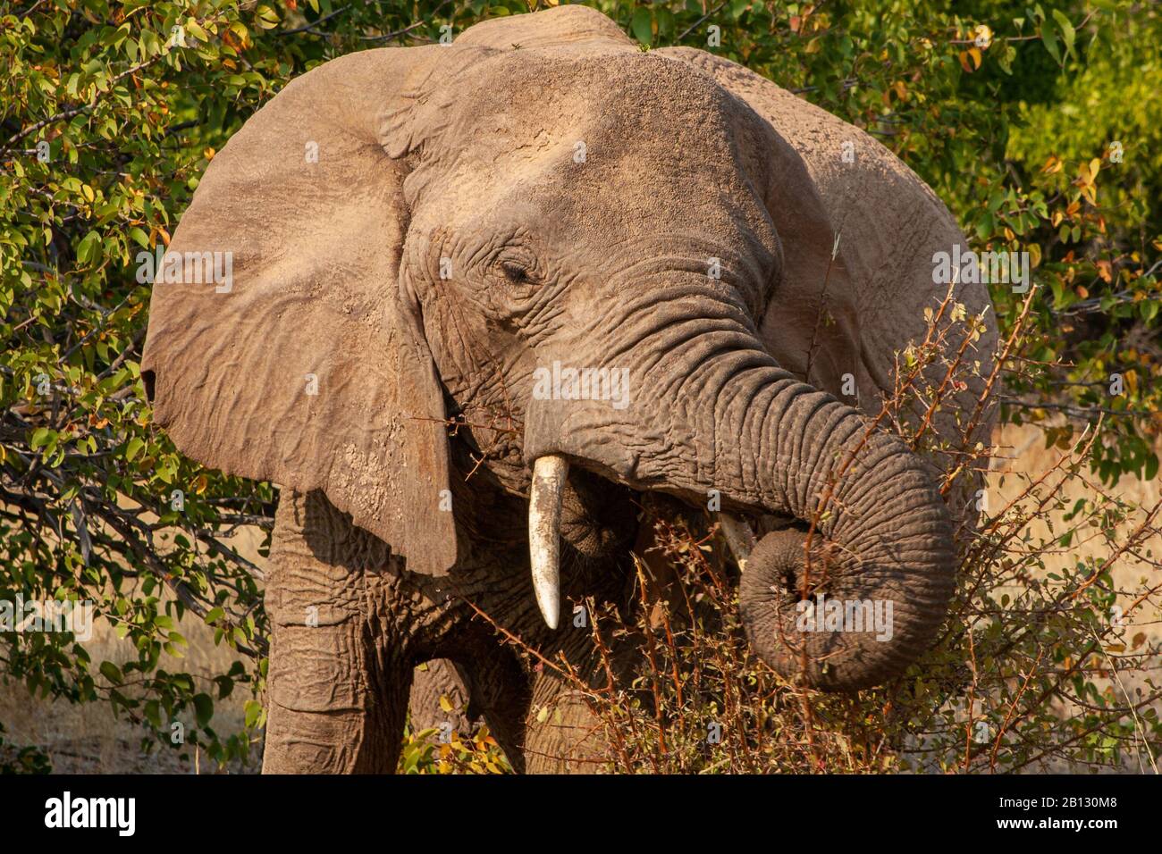 Close up portrait of Namibian Desert Elephant, loxodonta africana, in Damaraland, Namibia Stock Photo