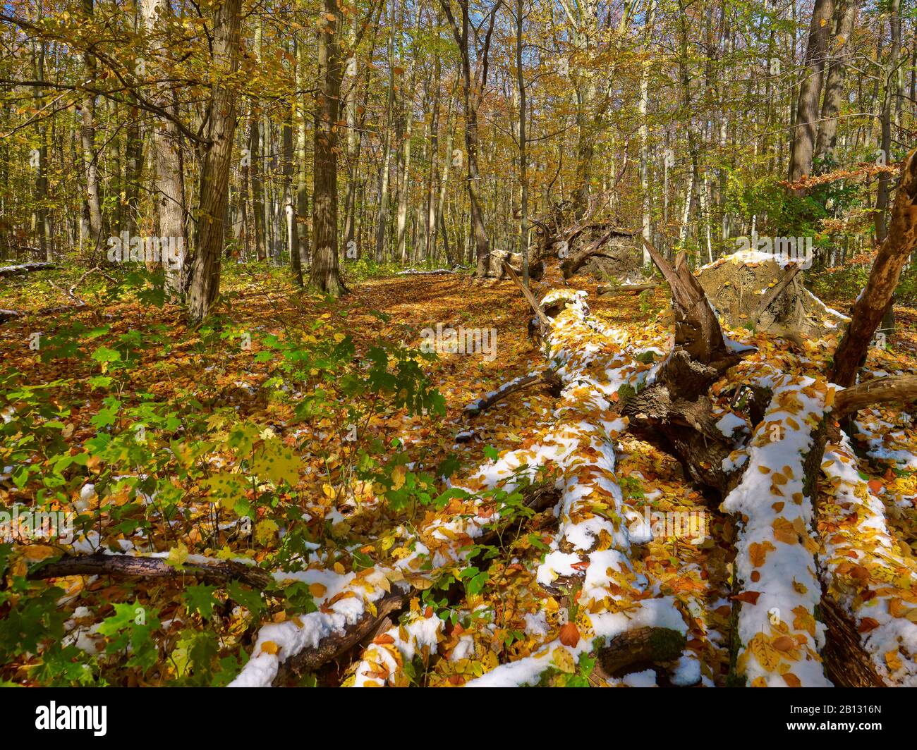 Overturned tree at Hainich National Park,Thuringia,Germany Stock Photo