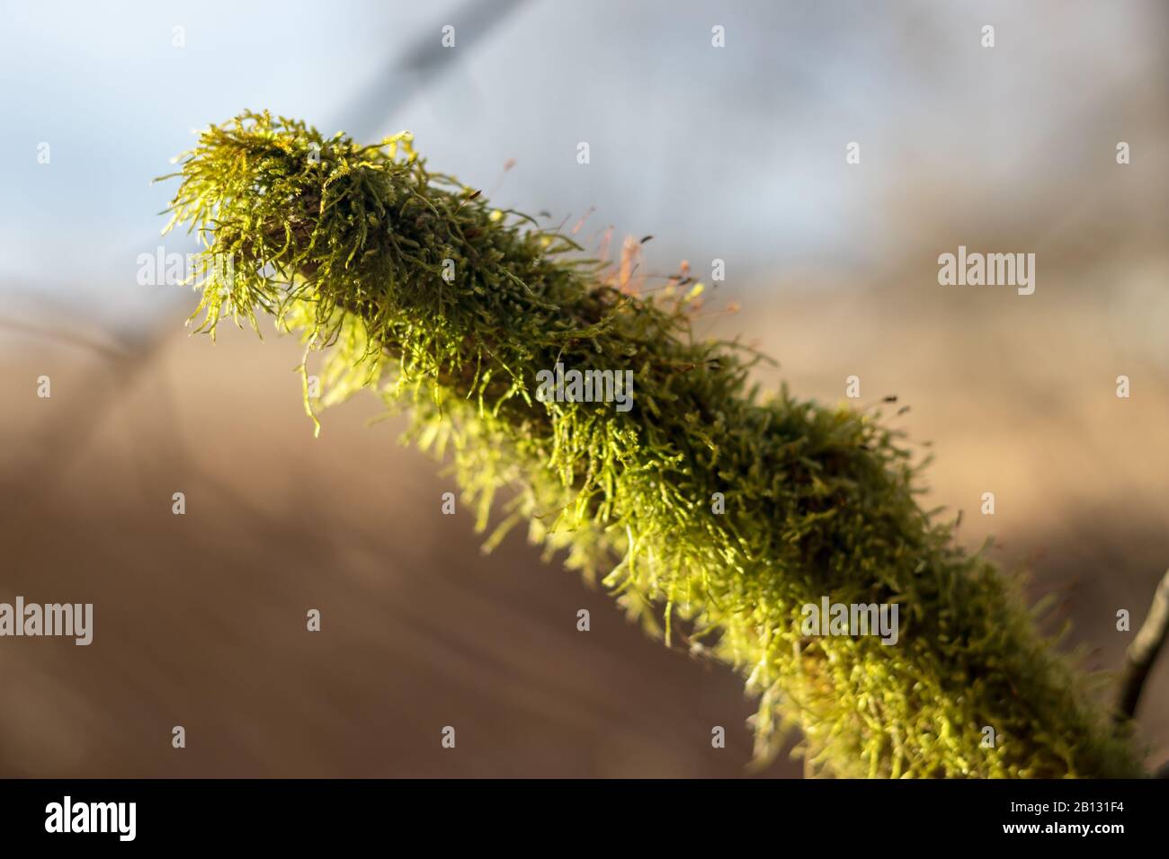 branch covered with green moss on a sunny day, close up view, blurred background Stock Photo