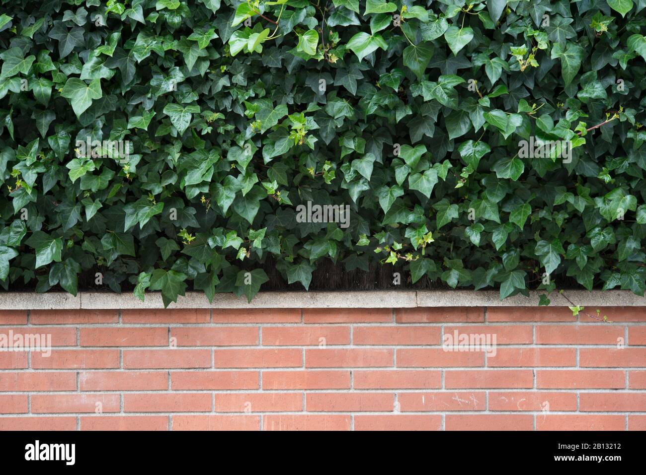 Green leaves wall background Stock Photo Alamy