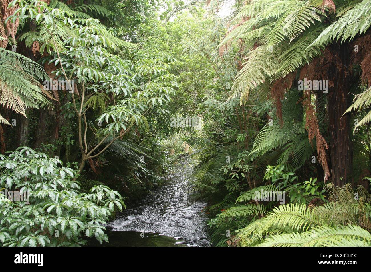 nature and the world around new Zealand Stock Photo