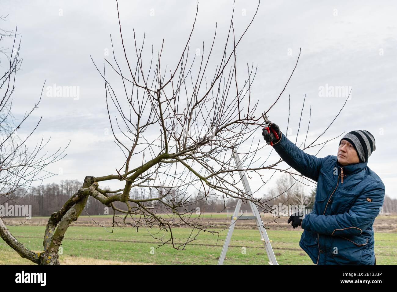 Pruning fruit trees hi-res stock photography and images - Alamy