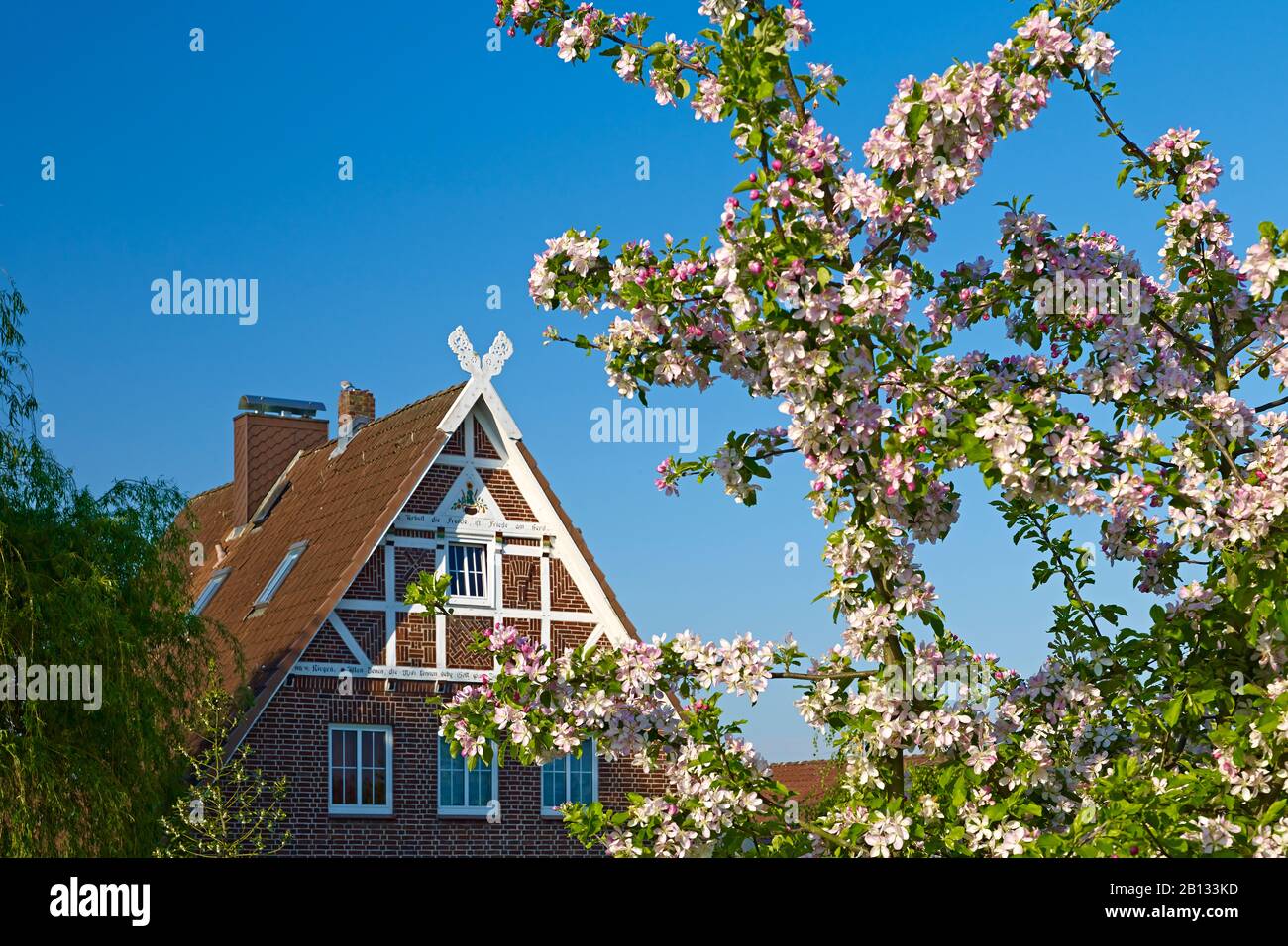 Altländer Hofe with apple blossom,Hamburg-Neuenfelde,Altes Land,Hamburg,Germany Stock Photo