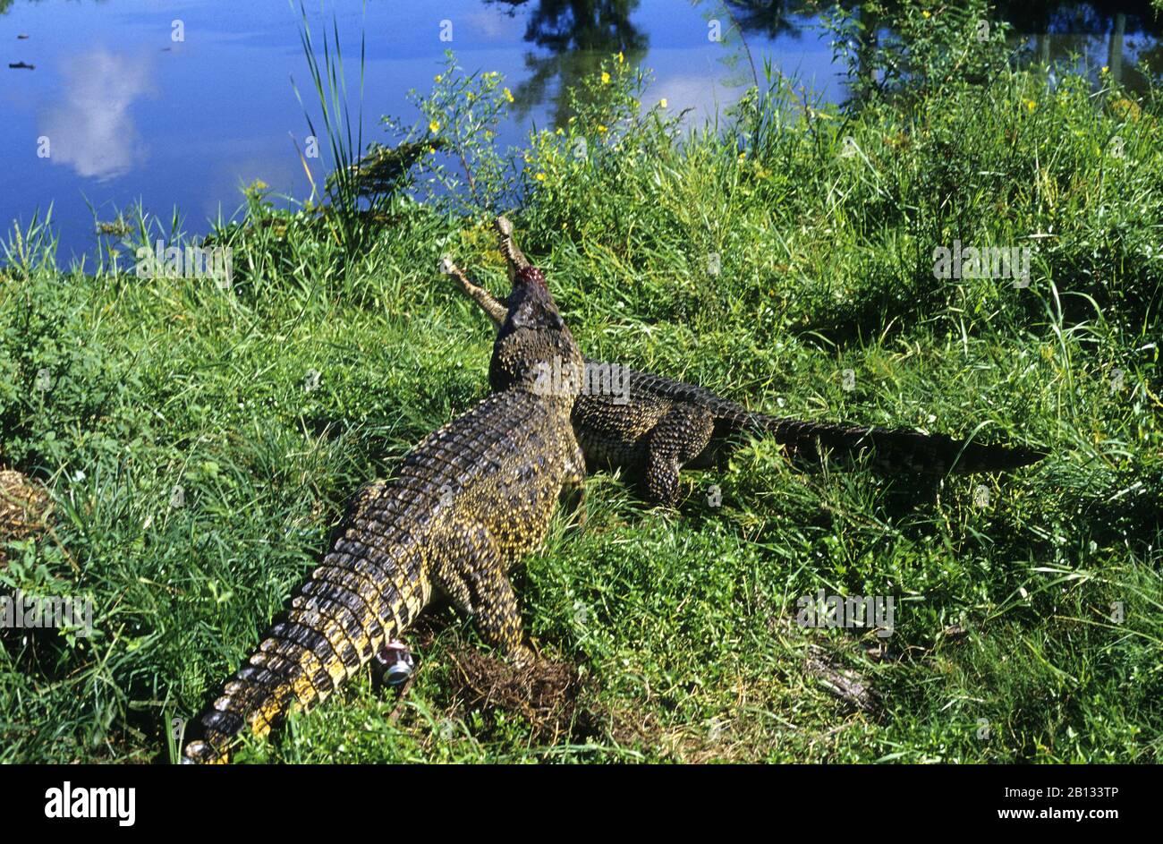 Cuban crocodiles fighting (Crocodylus rhombifer) in Cienaga de Zapata National Park. Cuba. Stock Photo