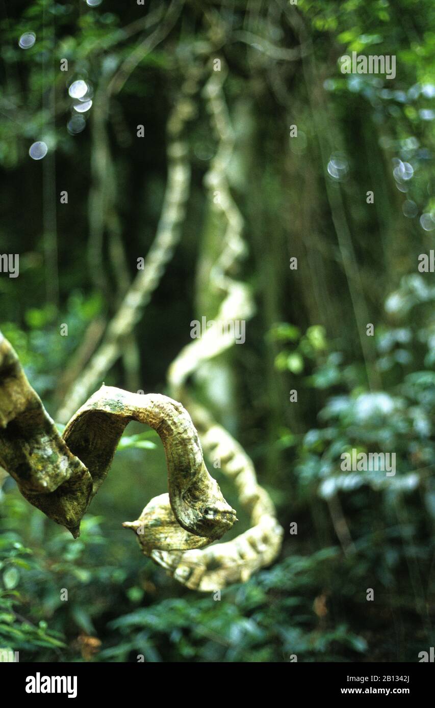 Liana, vine,  Soroa waterfall. Pinar del Rio. Cuba Stock Photo