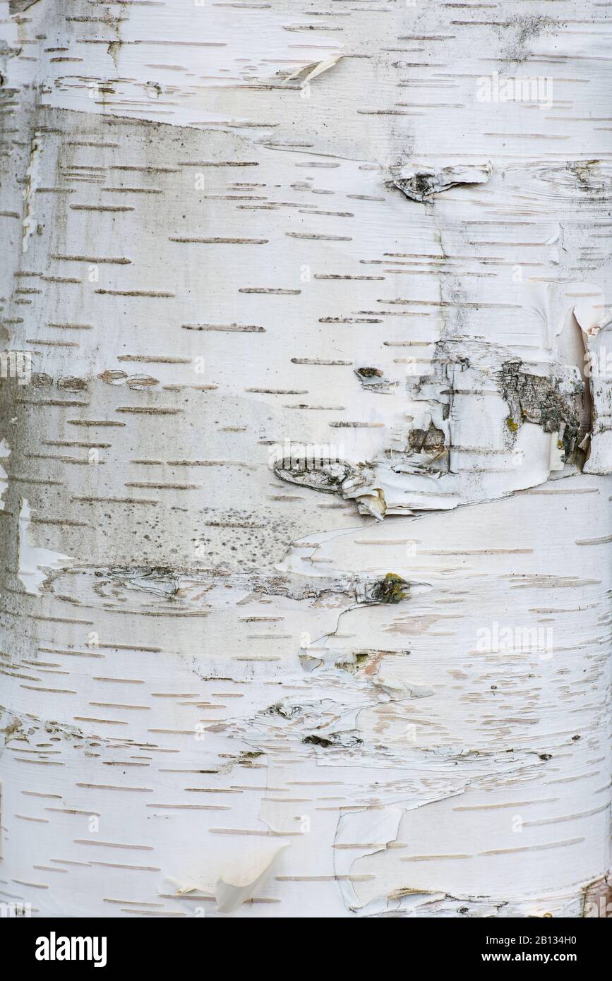 Detail of the bark of a birch tree hi-res stock photography and images - Page 2 - Alamy detail-of-the-bark-of-a-birch-tree-hi-res-stock-photography-and-images-page-2-alamy