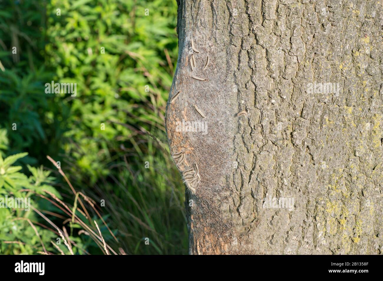 Oak processionary caterpillars communal nest Stock Photo