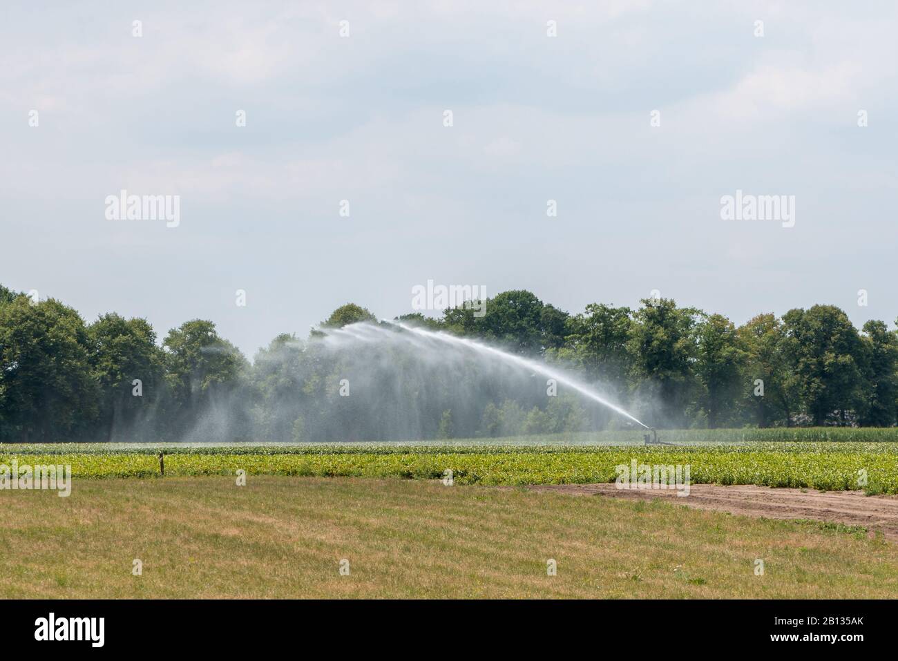 Irrigating lily field in summer during drought Stock Photo
