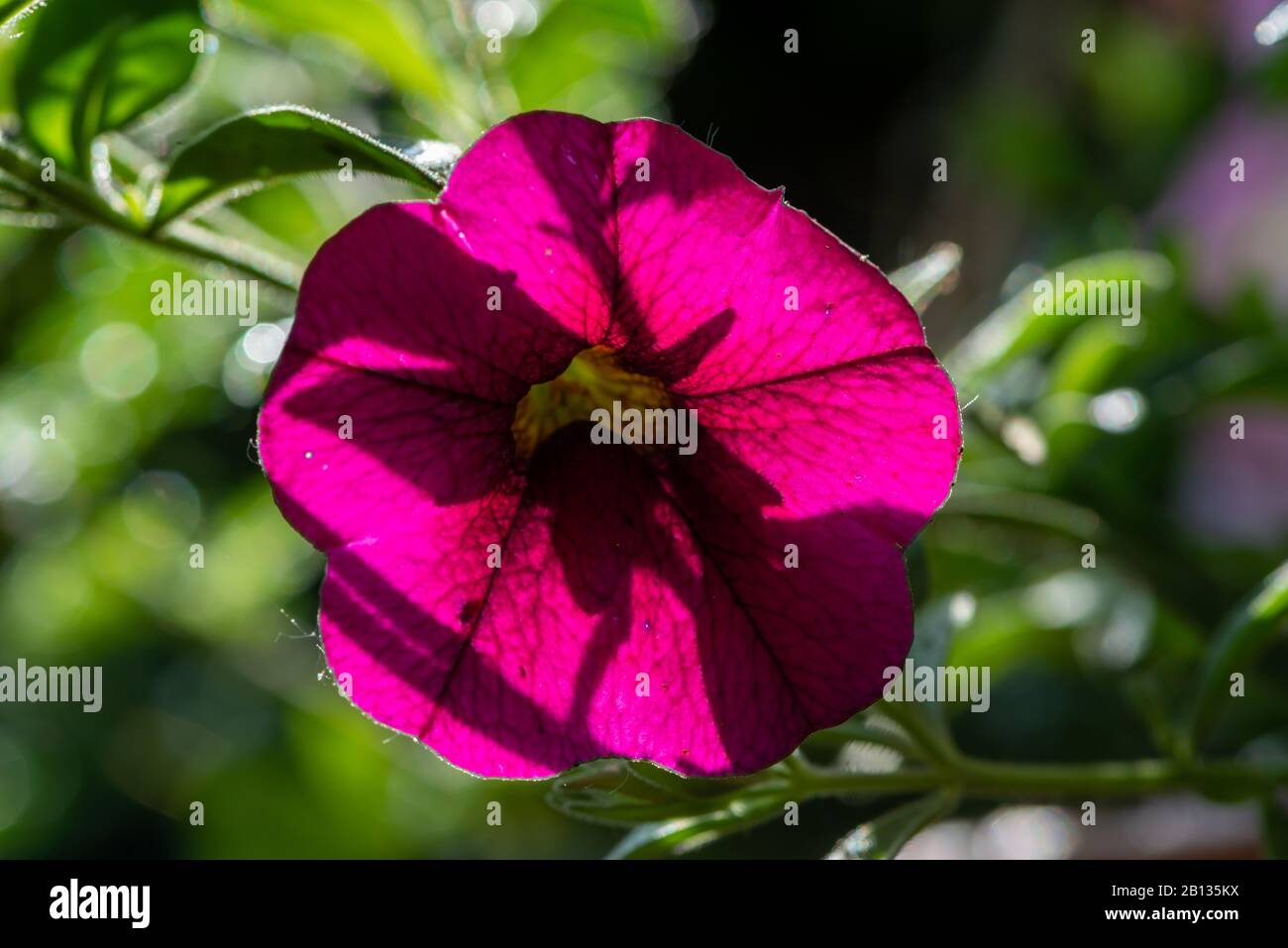 Purple petunia with a sunny green background Stock Photo