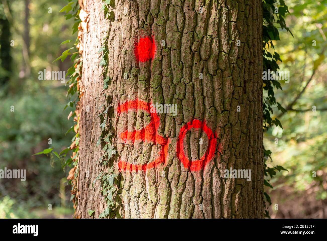 Oak tree marked with red paint to cut Stock Photo