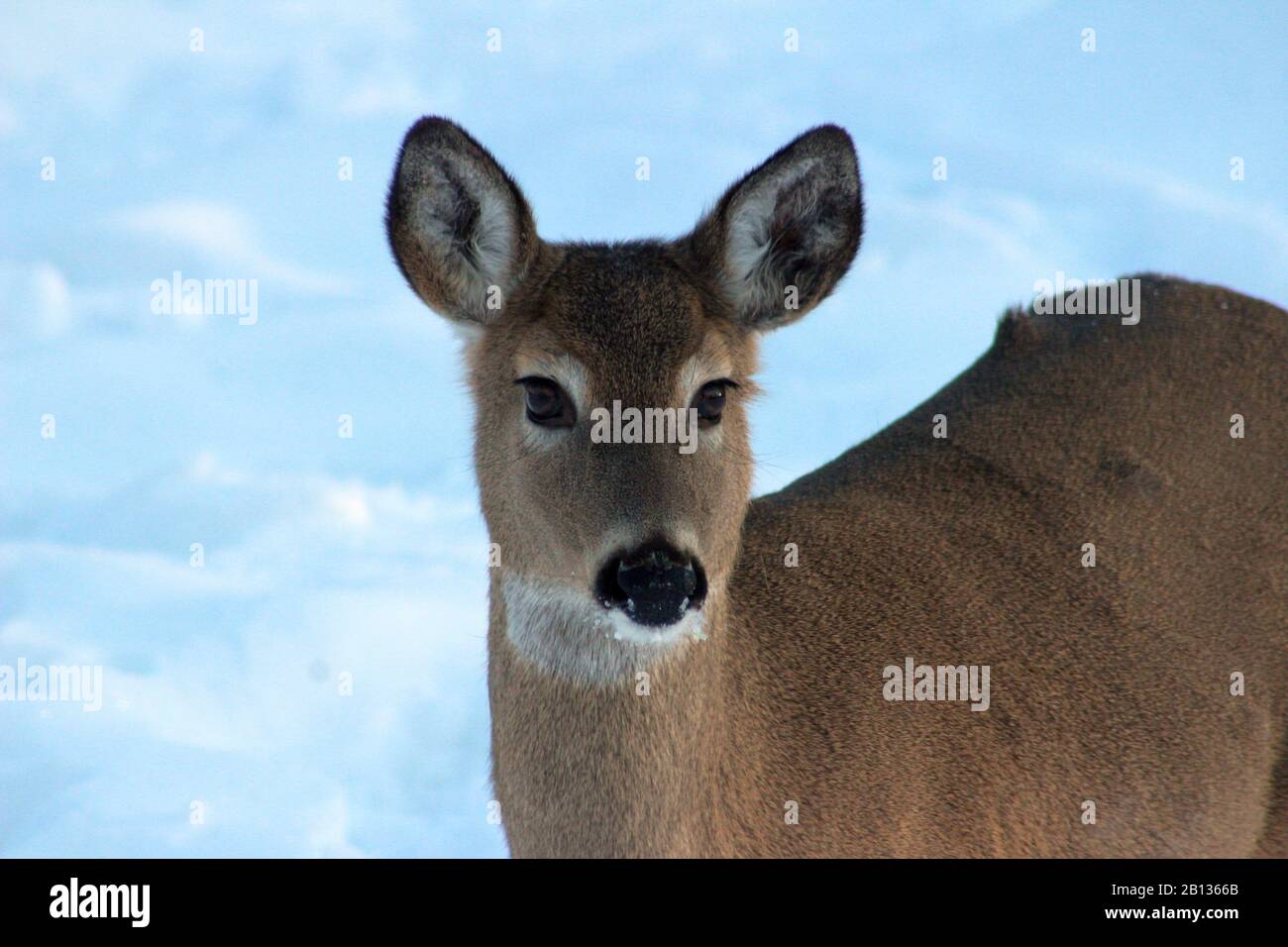 Close Up Of A Doe In Winter Stock Photo