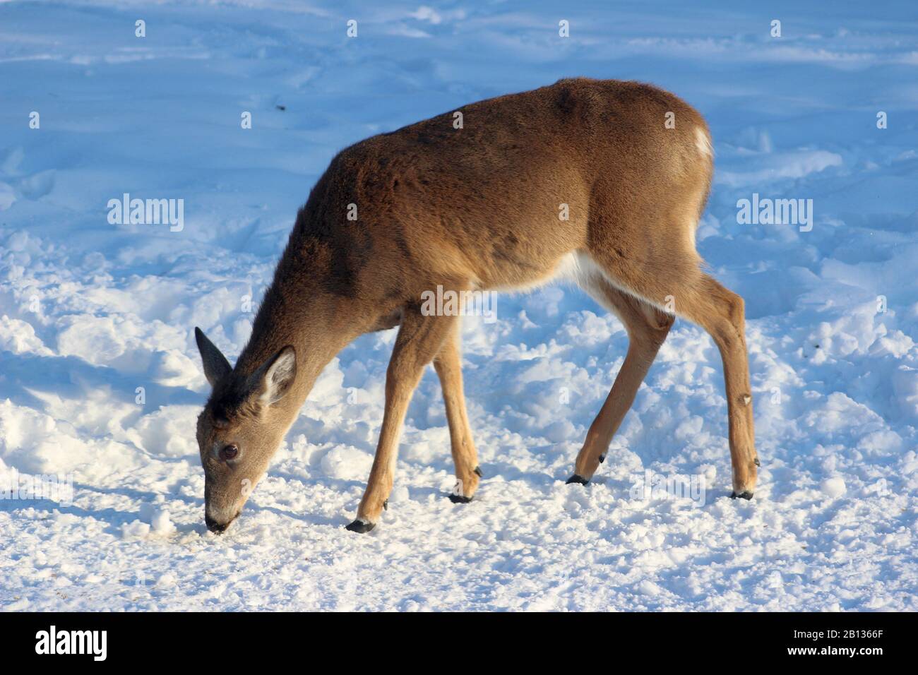 A Deer Nibbling On Corn In The Snow Stock Photo