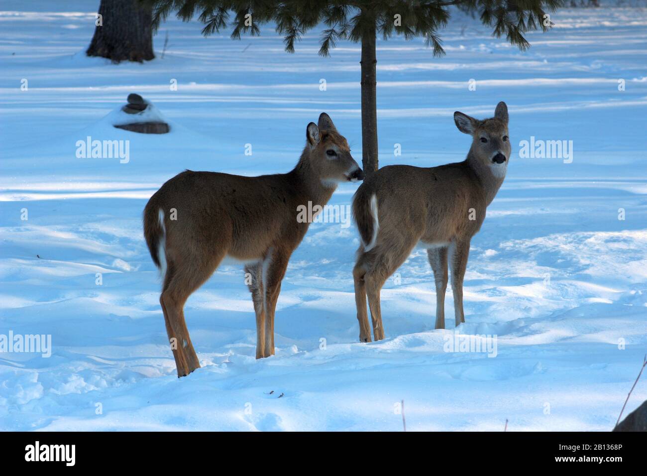 Two Young Deer Stand In A Line, Watching Stock Photo