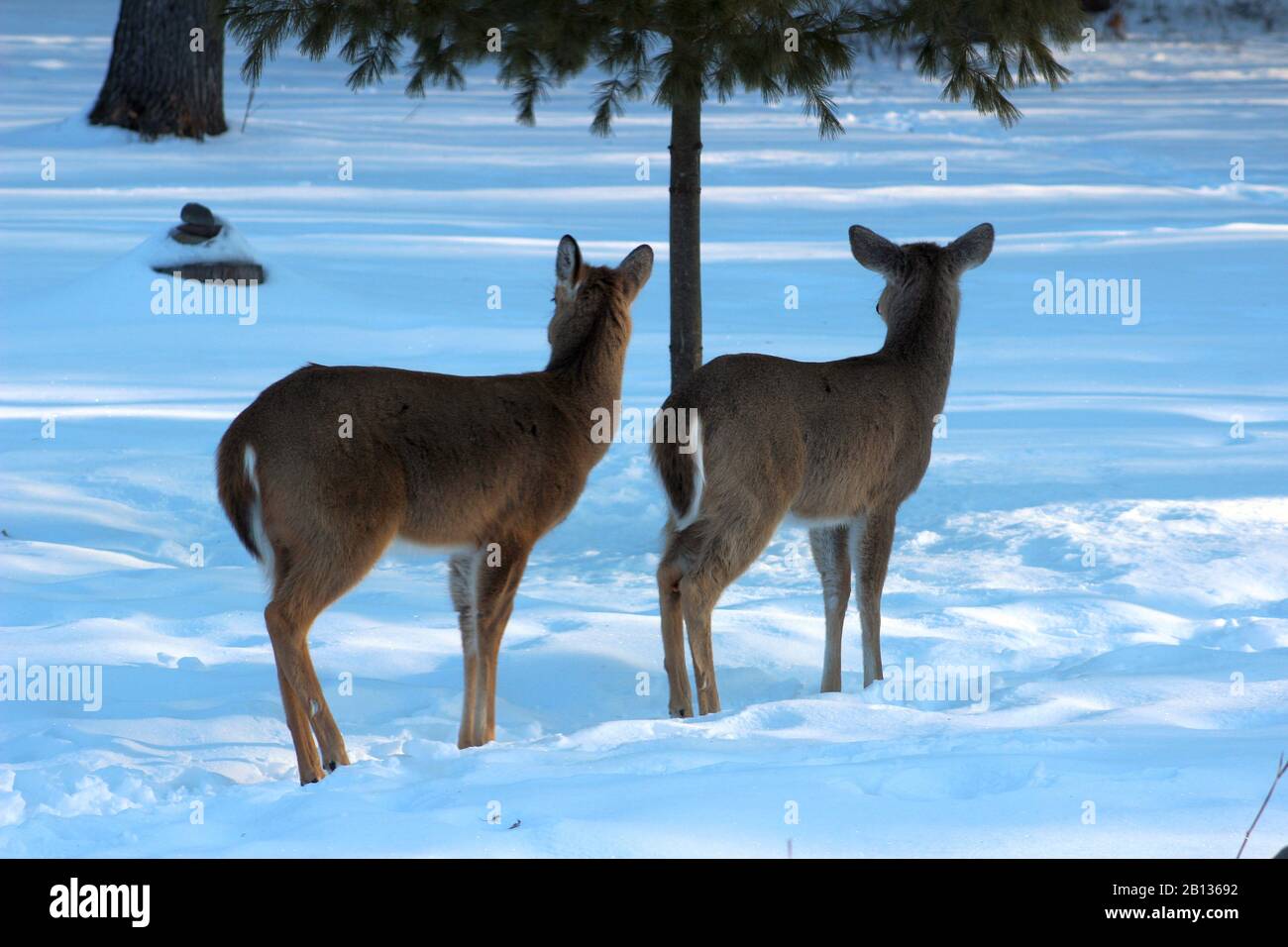 Two Young Deer Standing Together, Watching Other Deer Come In Stock Photo