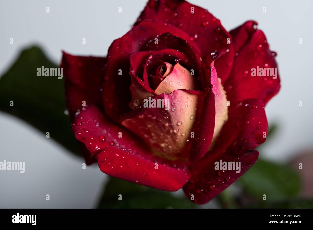 Close-up of one red rose with water drops on a white background. The  concept of Valentine's Day, wedding, Halloween. Design for greeting cards  or post Stock Photo - Alamy