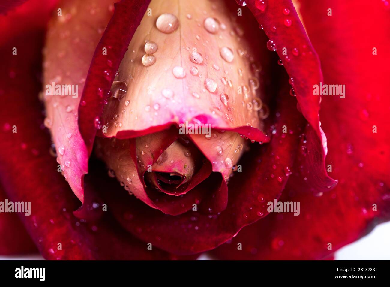red rose bouquet isolated on white background Stock Photo - Alamy