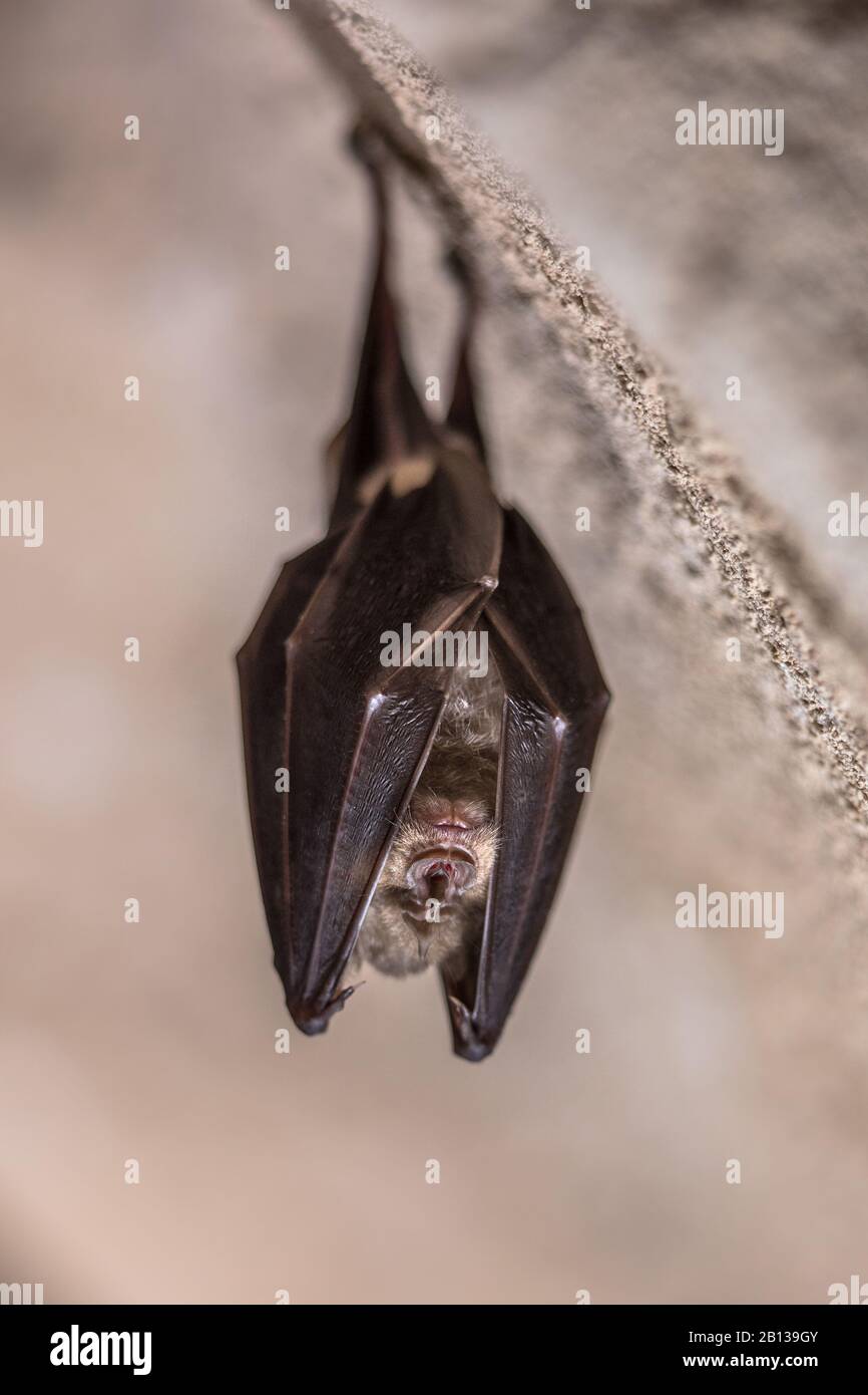 Greater horseshoe bat (Rhinolophus sleeping wings and hanging on ceiling of cave in Spanish Pyrenees, Aragon, Spain. April Stock Photo - Alamy