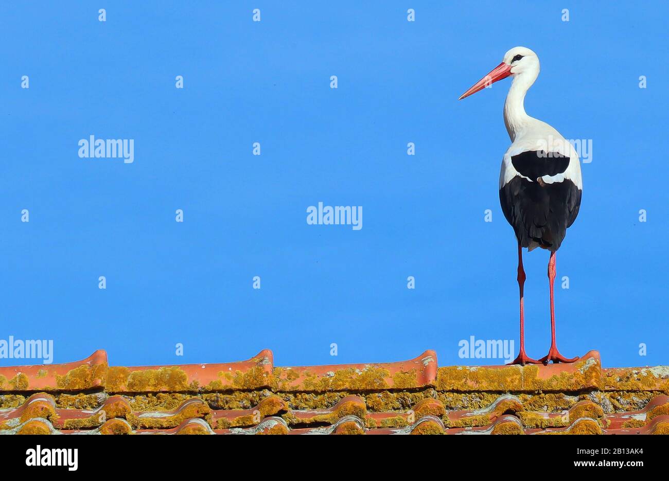 The storks return to the Alto Alentejo in the Spring, Portugal. Stock Photo
