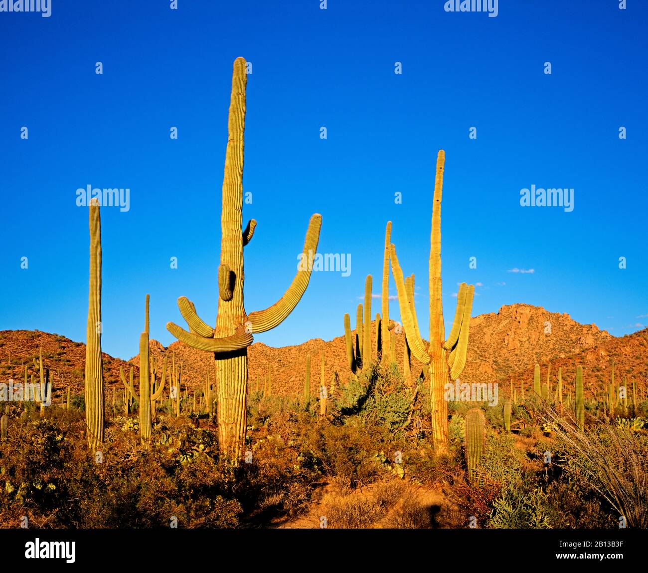Cactus,Saguaro National Park,Tucson,Arizona Stock Photo