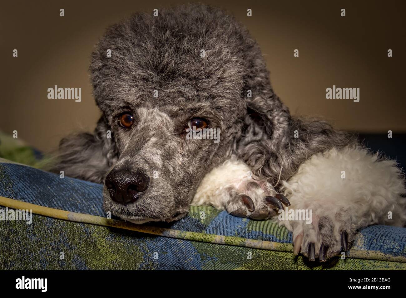standard poodle dog breed Stock Photo Alamy