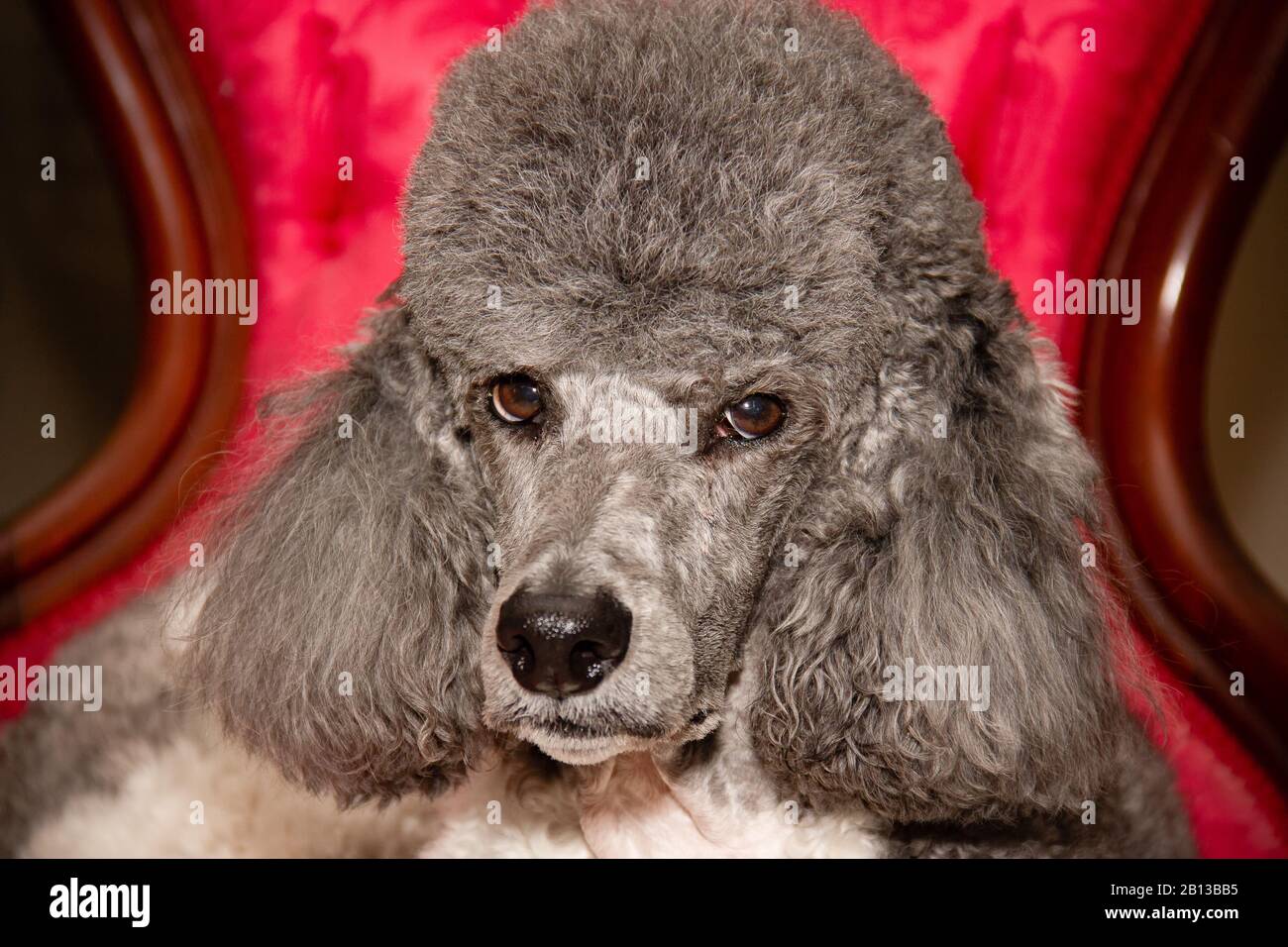 standard poodle dog breed Stock Photo Alamy