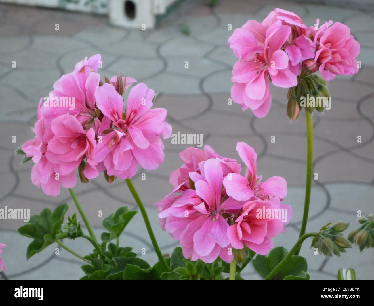 bright colors of blooming summer flowers Stock Photo
