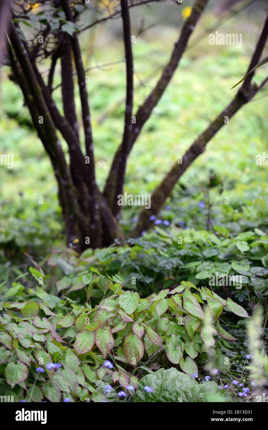 Underplant hires stock photography and images Alamy