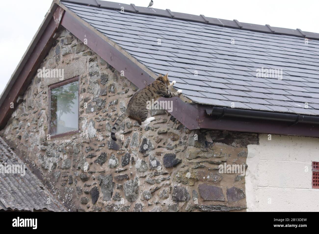 Tabby cat jumping on roof Stock Photo Alamy