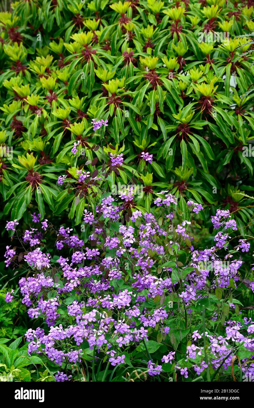 Lunaria annua,purple honesty,purple flowers,Daphniphyllum himalayense subsp macropodum,evergreen leaves foliage,flowering combination,mixed planting,s Stock Photo