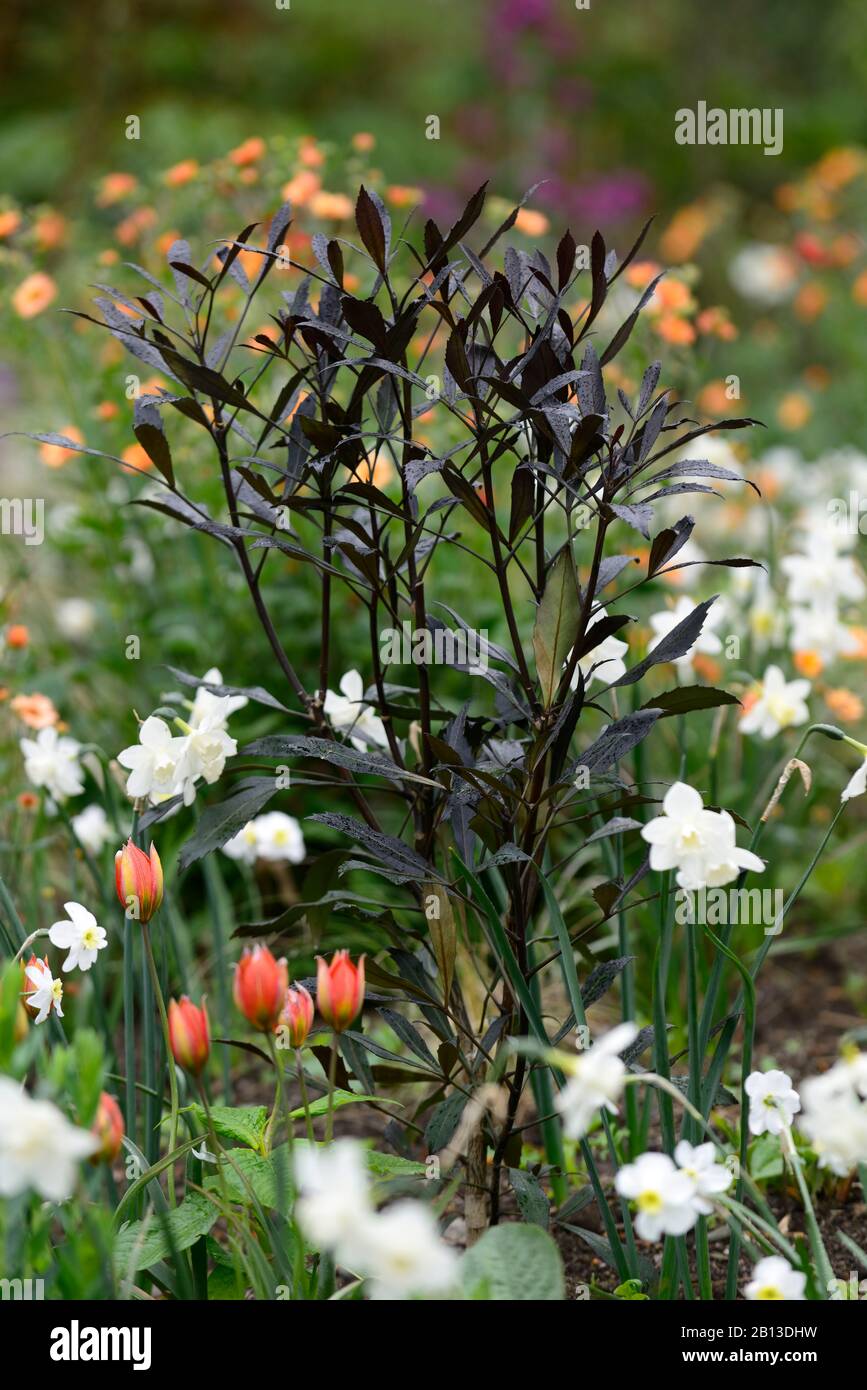 Pseudopanax lessonii dark star,Narcissus Polar Ice,white flowers,flower,flowering,combination,spring,RM Floral Stock Photo