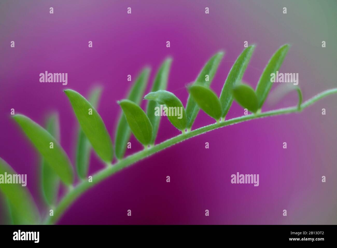 Close up green leaves pink hi-res stock photography and images - Alamy