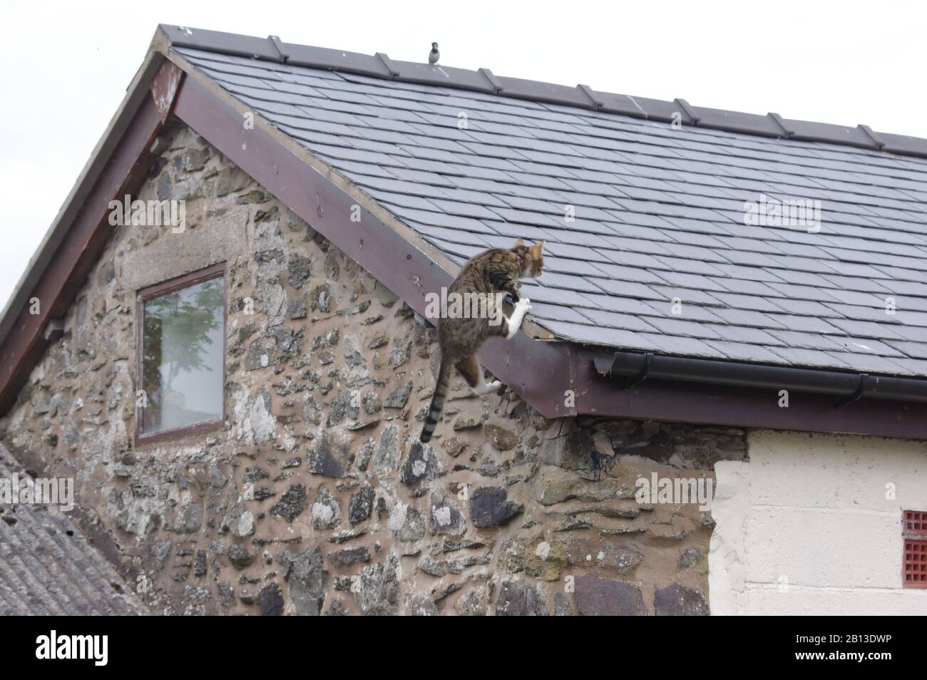 Tabby cat jumping on roof Stock Photo Alamy