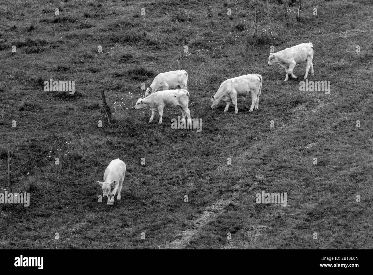 Black and white photo of calves in grass field Stock Photo - Alamy