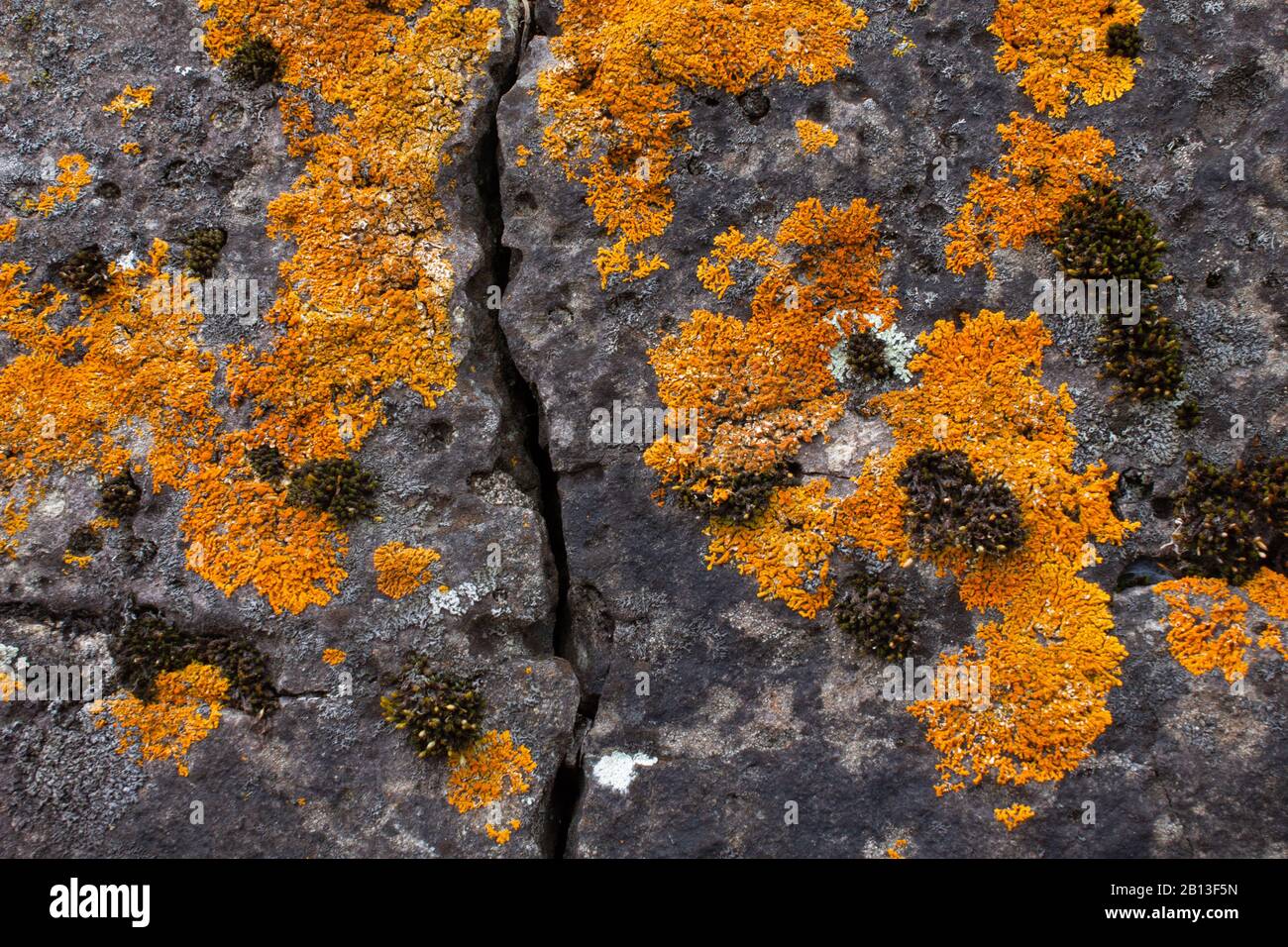 Lichen and moss growing on the shore rocks of Lake Superior in Two Harbors, Minnesota Stock Photo