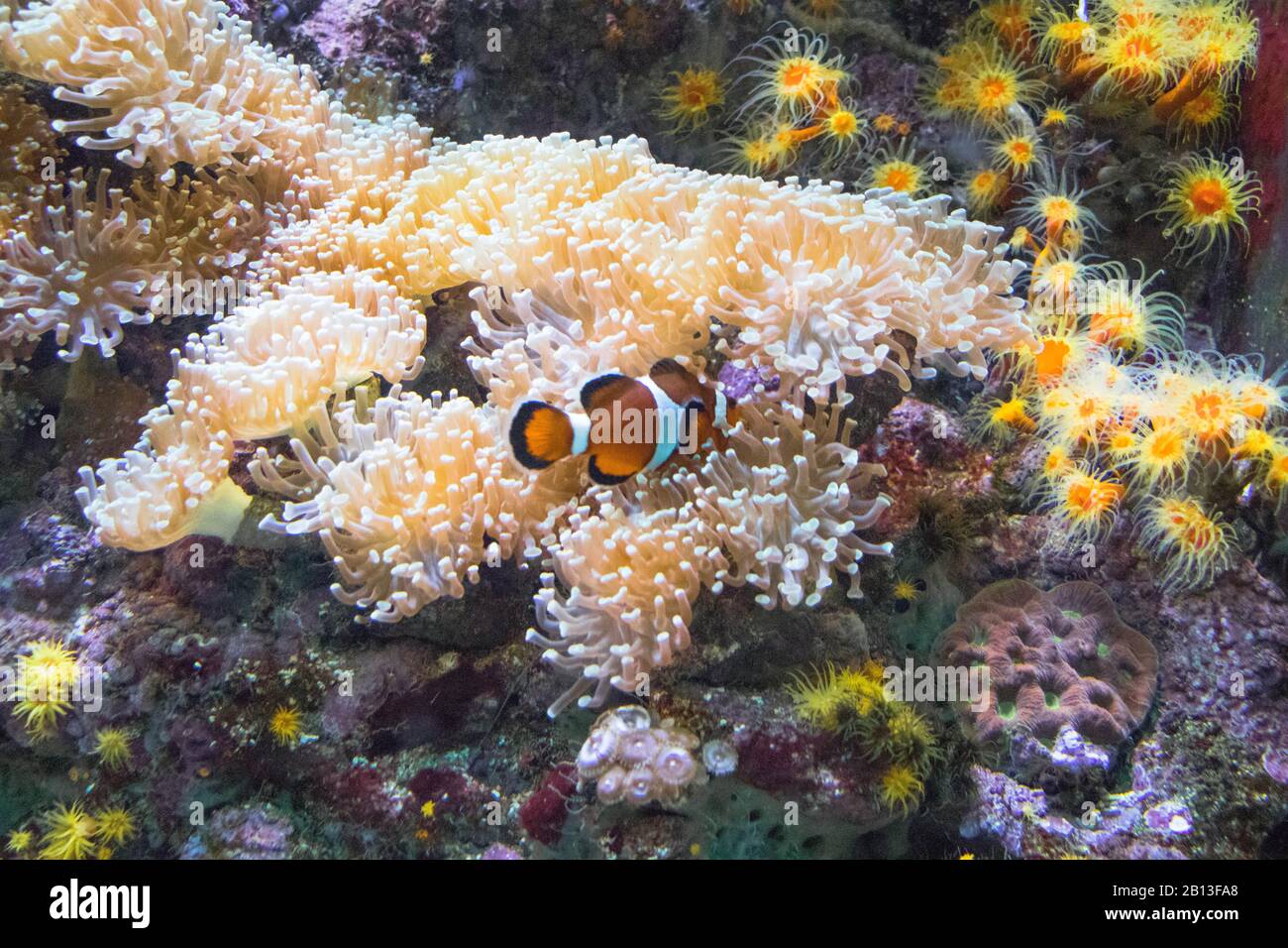 Finding nemo hi-res stock photography and images - Alamy