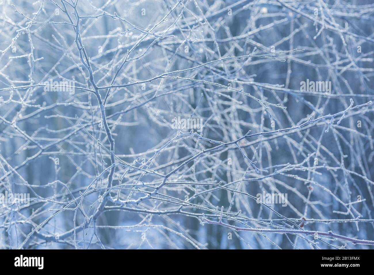 Frozen tree branches at winter morning time. Stock Photo