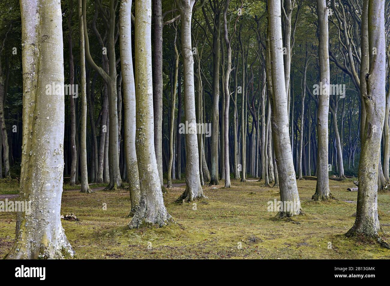 Ghost Forest Nienhagen,Ostseebad Nienhagen,Mecklenburg-Vorpommern,Germany Stock Photo