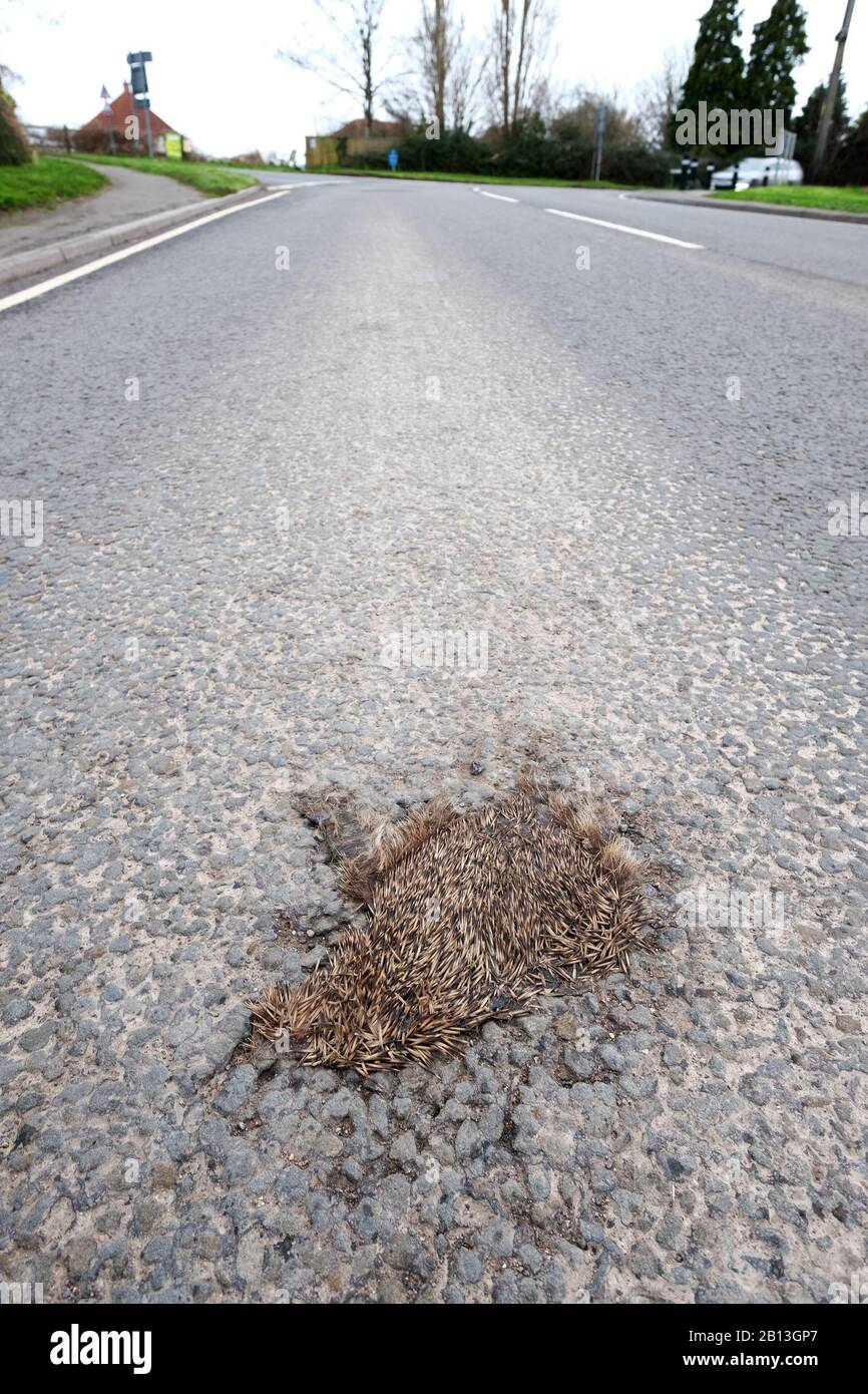February 2020 - Remains of a road kill hedgehog on a main road in Cheddar, Somerset, UK Stock Photo