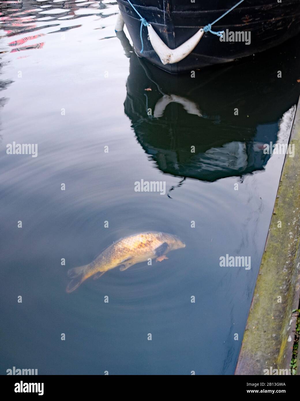 February 2020 - Large dead fish in the canal in Birmingham Stock Photo