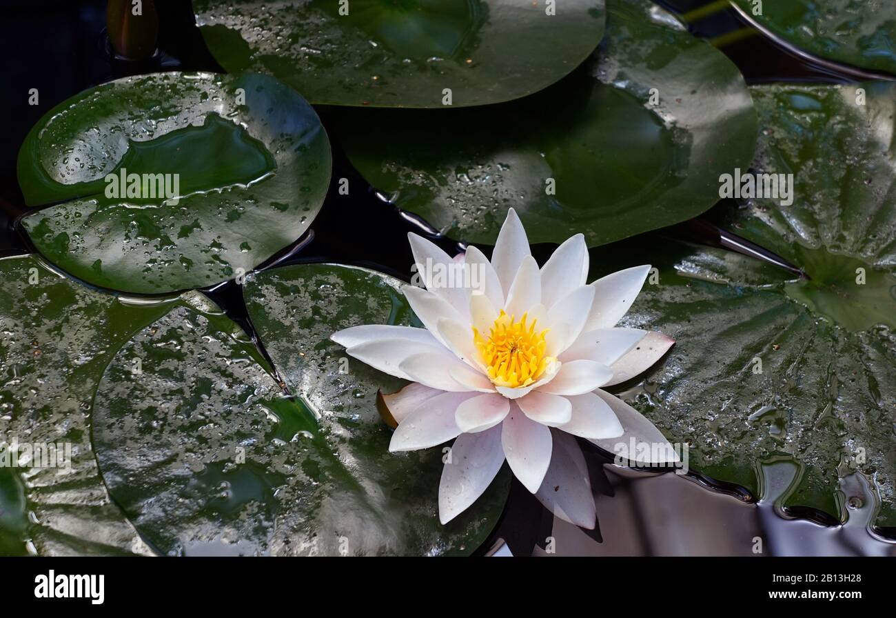 Title Water lily in a humid greenhouse in Almaty's Botanical Garden Stock Photo