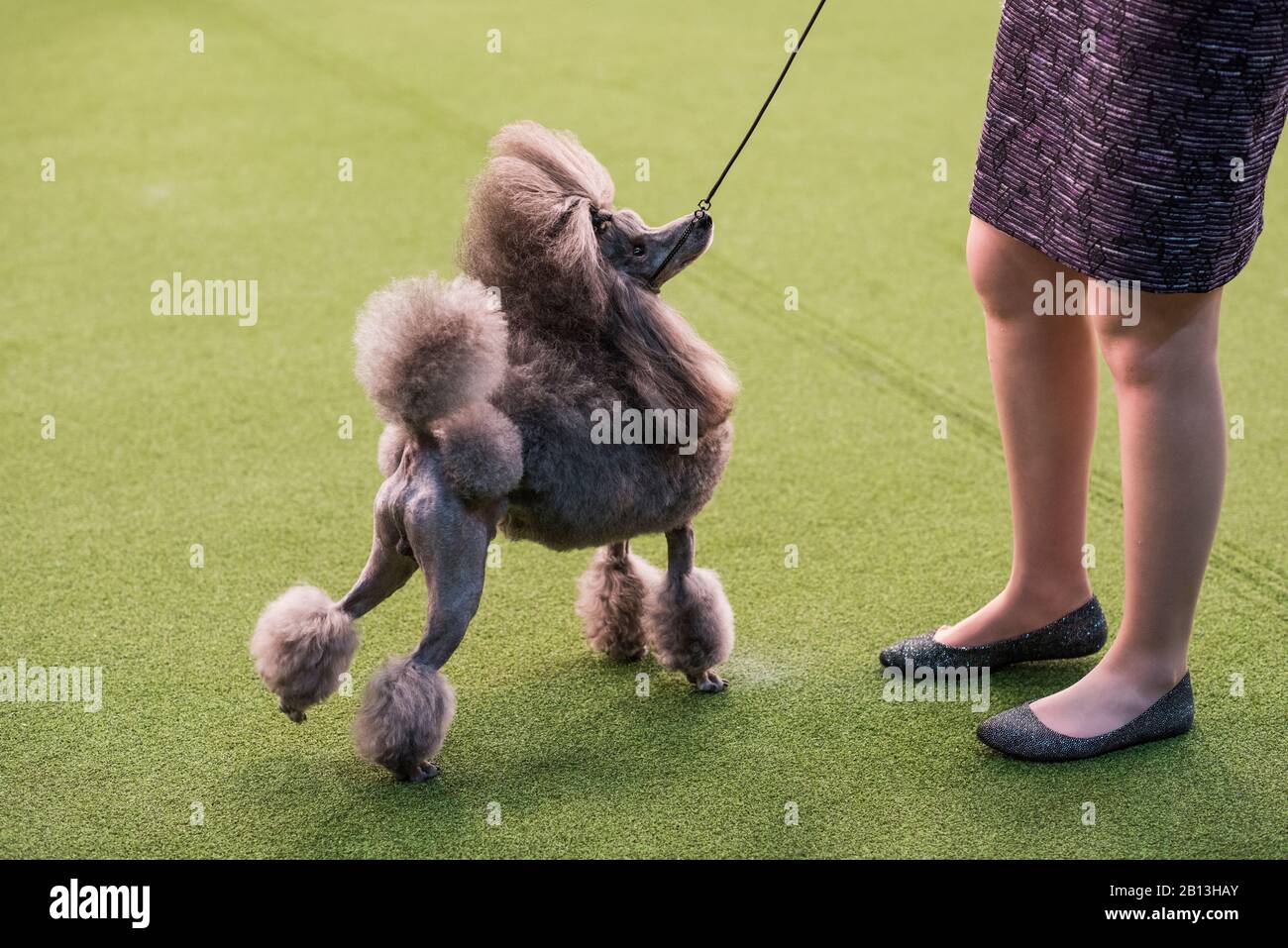 New York City, USA - February 9, 2020: Poodle with handler in show ring during dog presentation, 144th Westminster Kennel club Dog Show, Pier 94, New York City Stock Photo